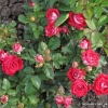 Ruby Star